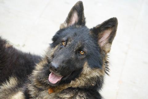 Domestic Animals in Goa - Download Goa Photos